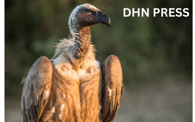 Rapidly declining vulture population in Haryana हरियाणा में गिद्धों की तेजी से घटती संख्या: क्यों लगभग खत्म हो गया यह जरूरी पक्षी?