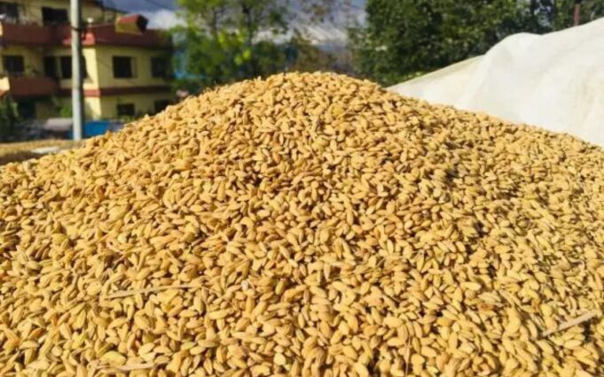 Today Mandi Bhav 29/11/2025: जाने सिरसा और ऐलनाबाद में फसलों के ताजा भाव ! Today Mandi Bhav